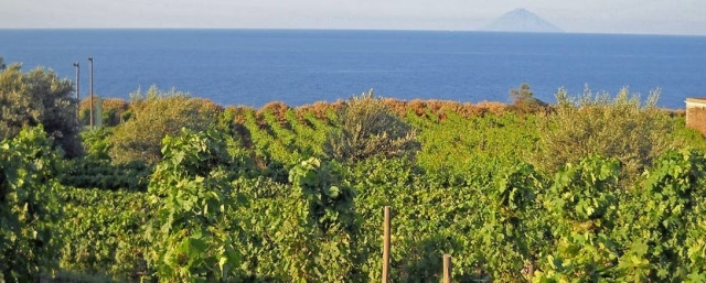  美食和美酒之旅